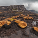 Cushion plants were burned as a fire swept through an alpine heathland in Tasmania’s Wilderness World Heritage Are, via Dan Broun